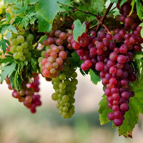 Fresh Grapes