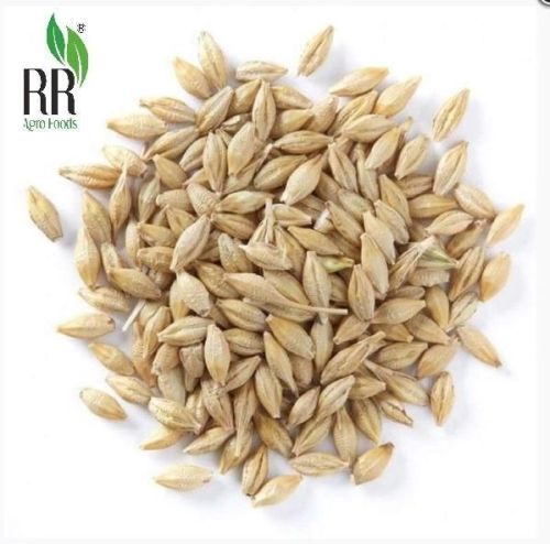 Barley Seeds