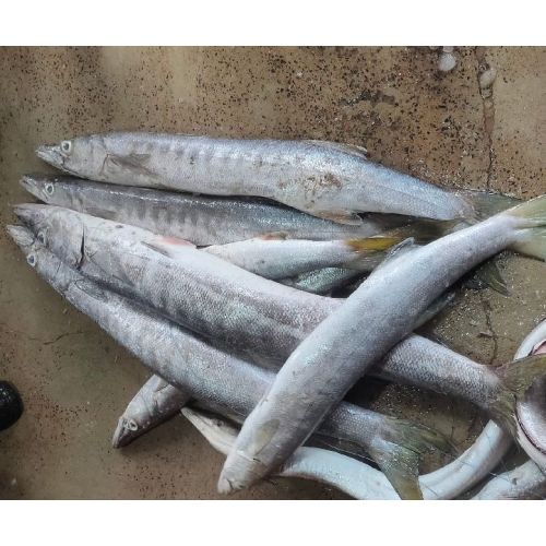 Baracuda Fish