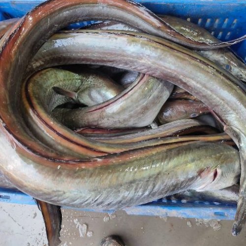 Black Eel Vam Fish