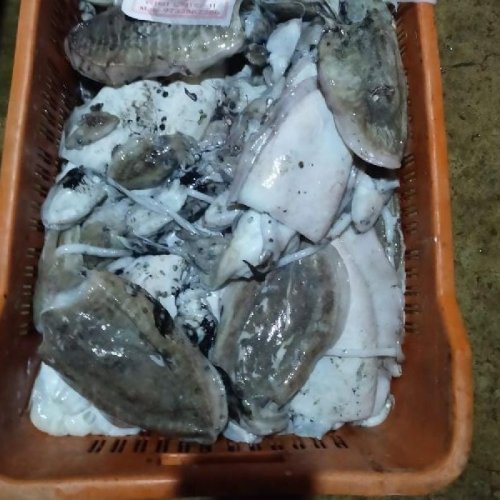 Cutel Fish