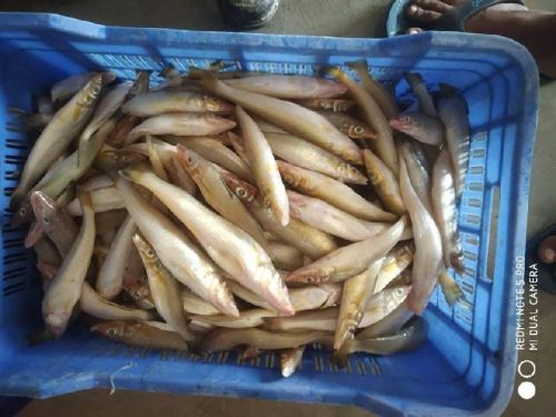 Lady Finger Fish