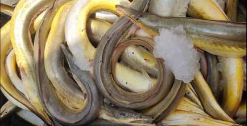 Yellow Eel Baam Fish