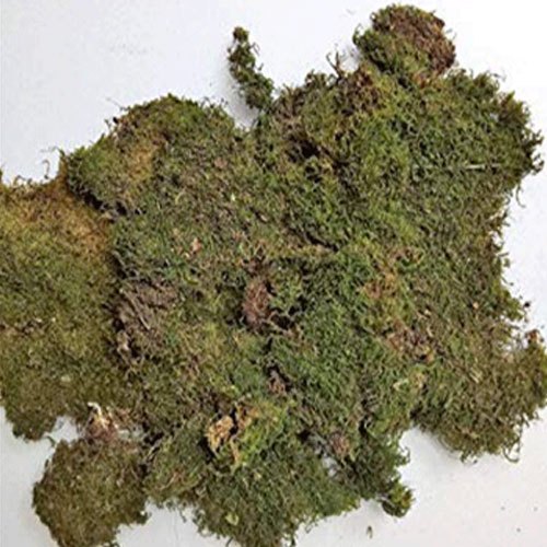 Moss Grass
