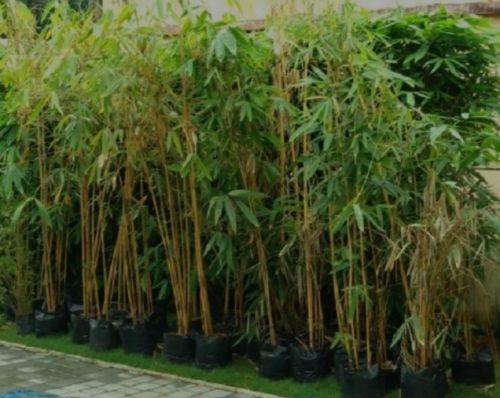 Bamboo Plants
