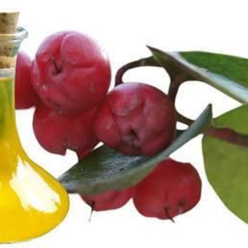 Wintergreen Oil