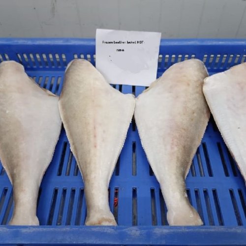 Frozen Leather Jacket Fish