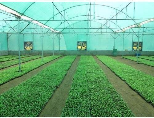 FAN & PAD Environment Control Greenhouse
