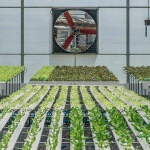 Hydroponic System