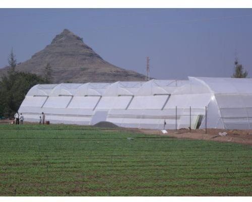 Open Vent Polyhouse