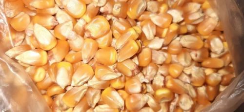 Yellow Maize
