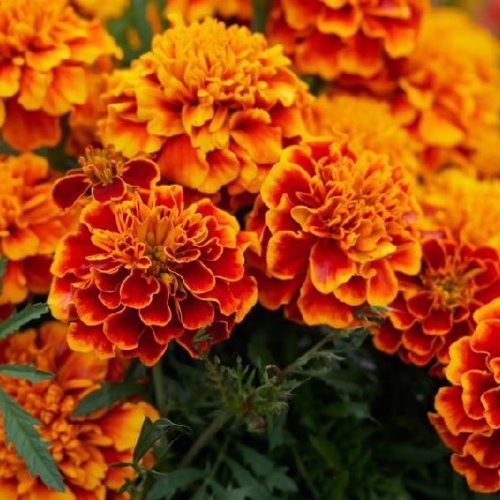 Orange Marigold Flower