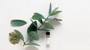 Eucalyptus Oil