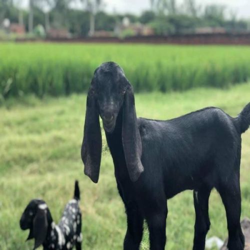 Beetal Goat