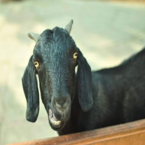 Osmanabadi Goat