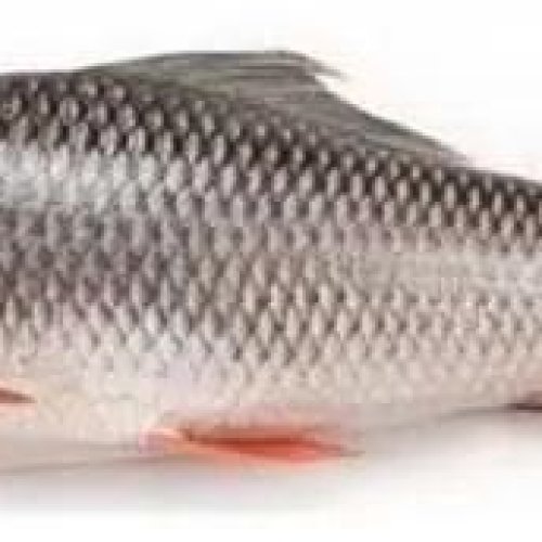 Fresh Rohu Fish
