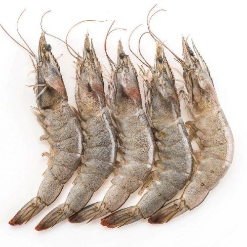 Fresh Shrimps