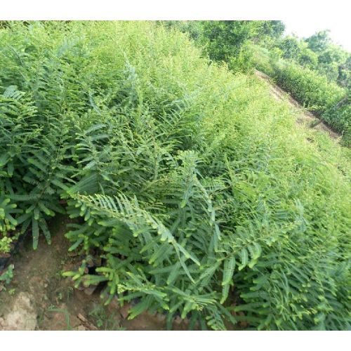 Desi Amla Plant