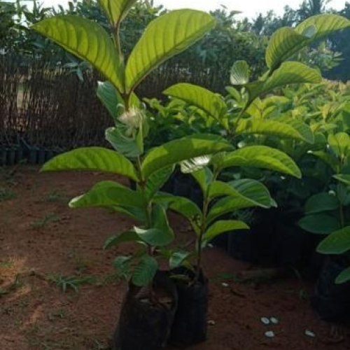 guava plant