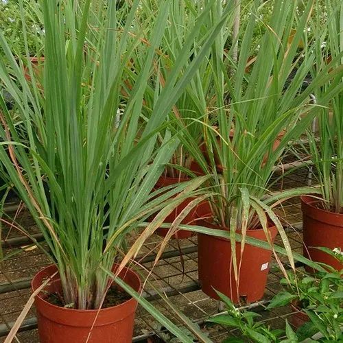 Lemongrass Plant