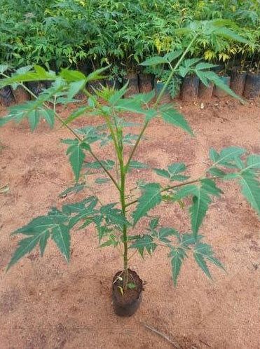 Malabar neem plant