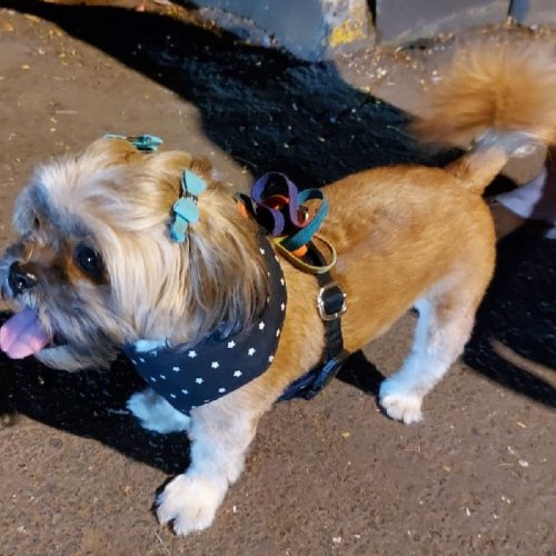 BFF Cotton Security K9 Pet Harness