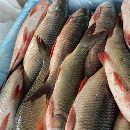 Rohu Fish