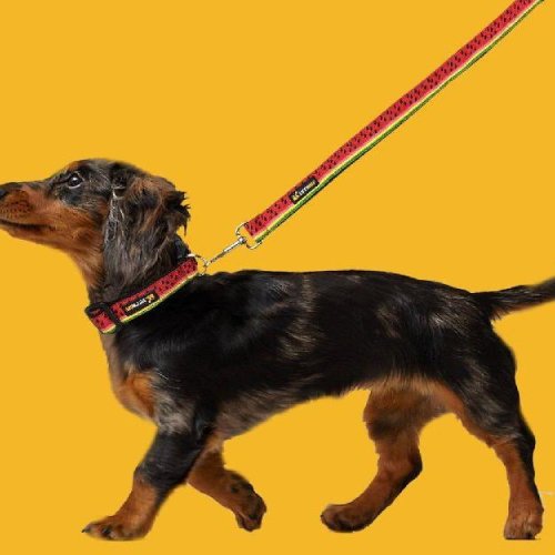 BFF Watermelon Print Padded Leash & Collar