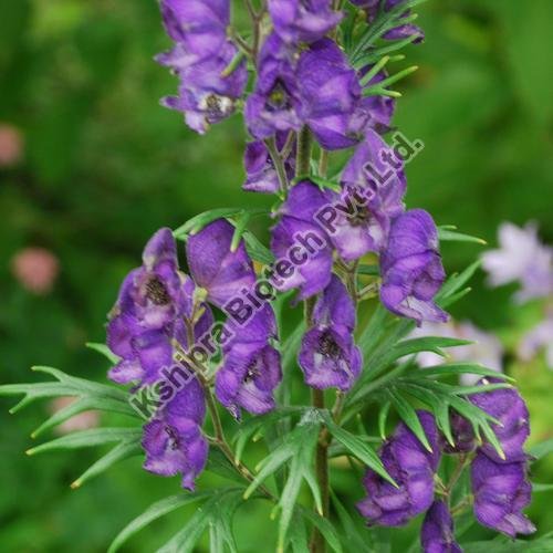 Aconitum Ferox Extract