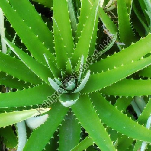 Aloe Vera Extract
