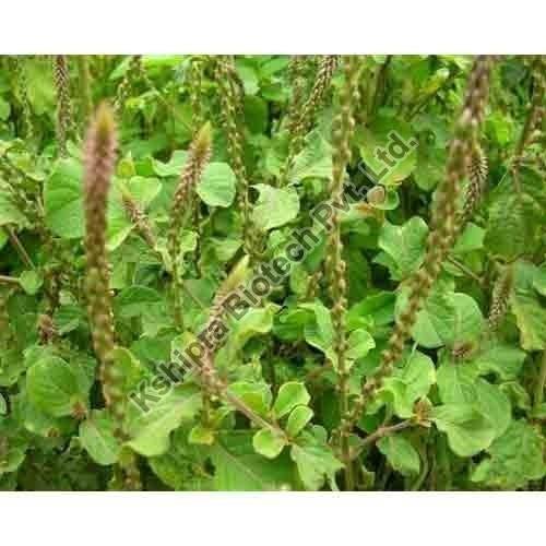 Apamarga Extract