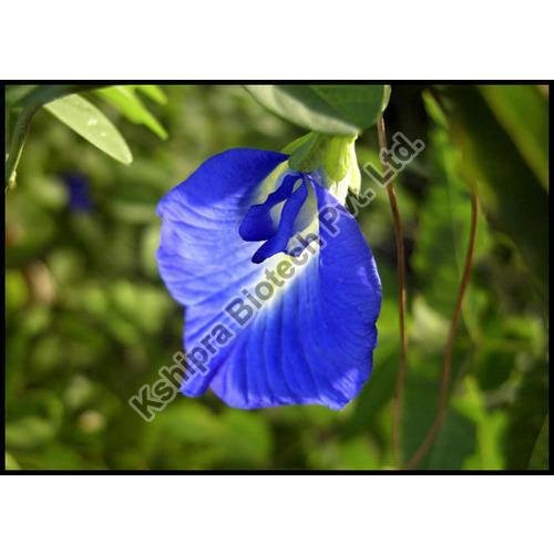 Aparajita Extract