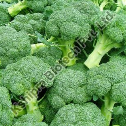 Broccoli Extract