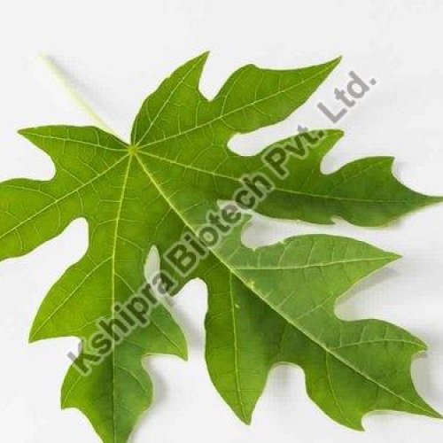 Carica Papaya Leaf Extract