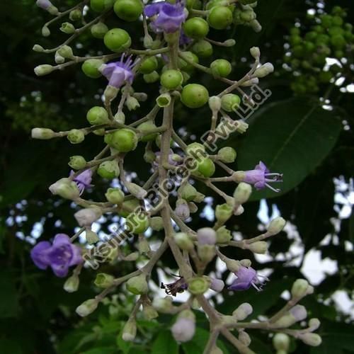 chastberry extract