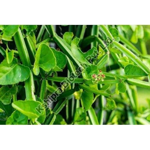 Cissus Quadrangularis Extract