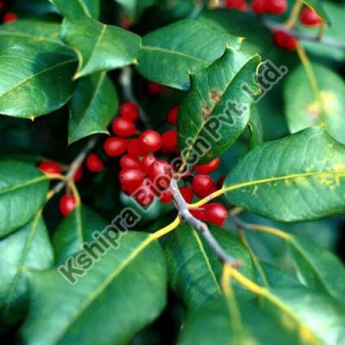Cocculus Indicus Extract