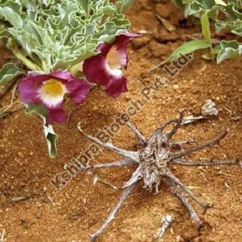 Devils Claw Extract