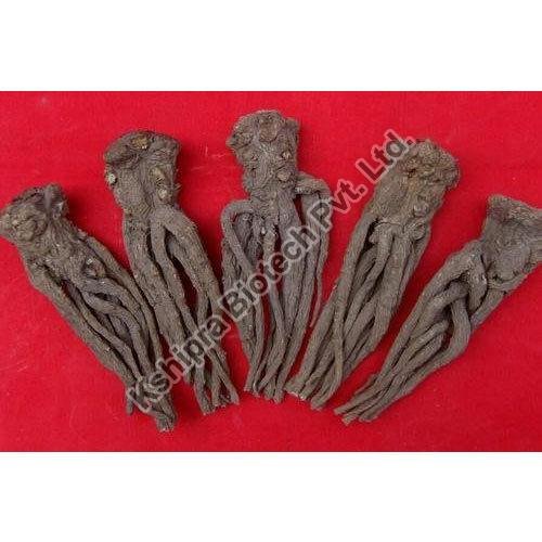 Dong Quai Extract