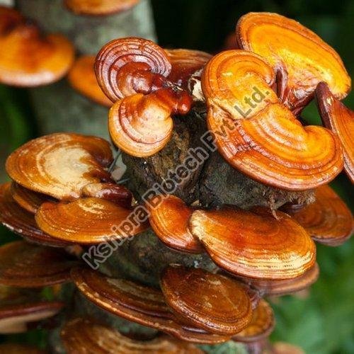 Ganoderma Lucidum Extract