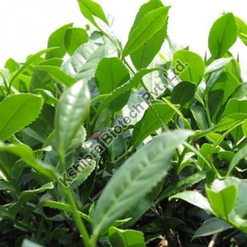 Green Tea Extract