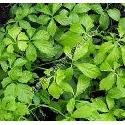 Gynostemma Extract