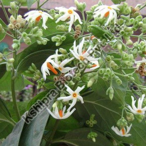 Harshringar Extract