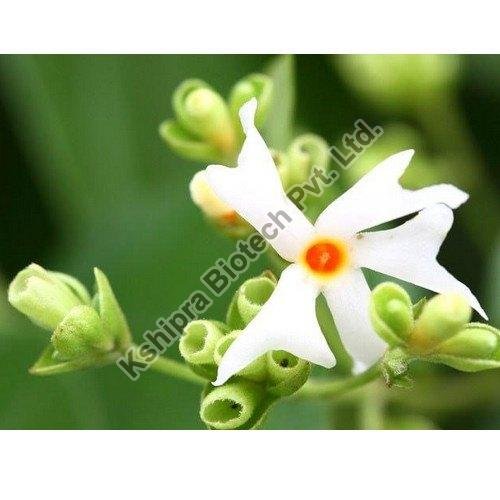 Harsingar Extract