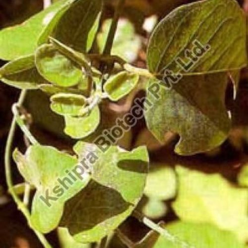 Jivanti Extract