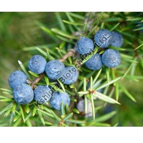 Juniper Berry Extract