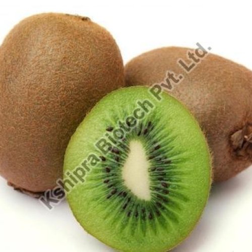 KIWI FRUIT EXTRACT