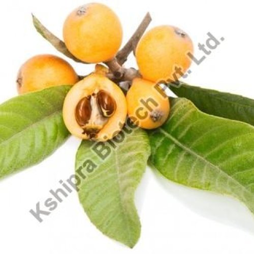 Loquat Leaves Extract