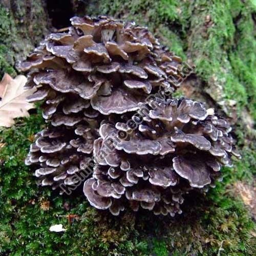 Maitake Mushroom Extract