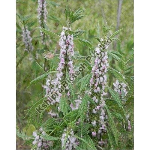 Motherwort Extract